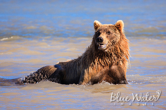 Brown bear fishing