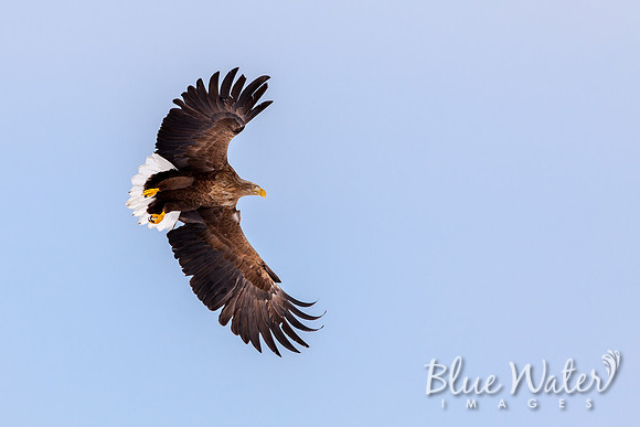 White-tailed sea eagle