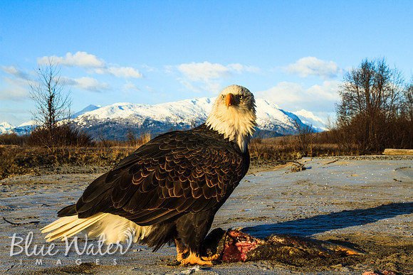 Haines, Alaska