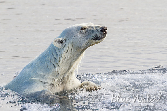 Female polar bear at the ice edge 02