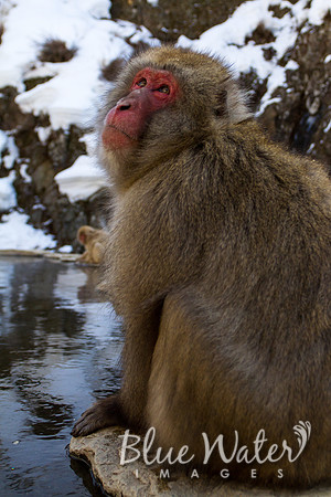 Japanese macaque