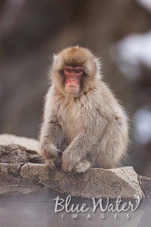Japanese macaque