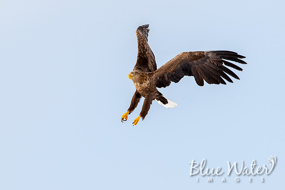 White-tailed sea eagle