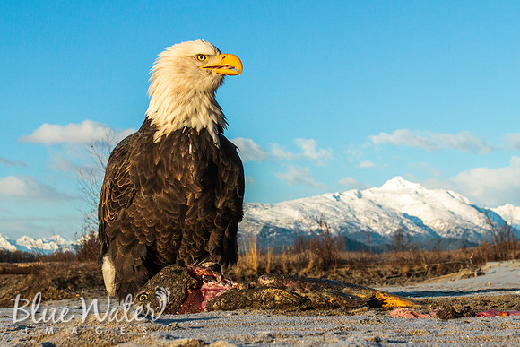 Haines, Alaska