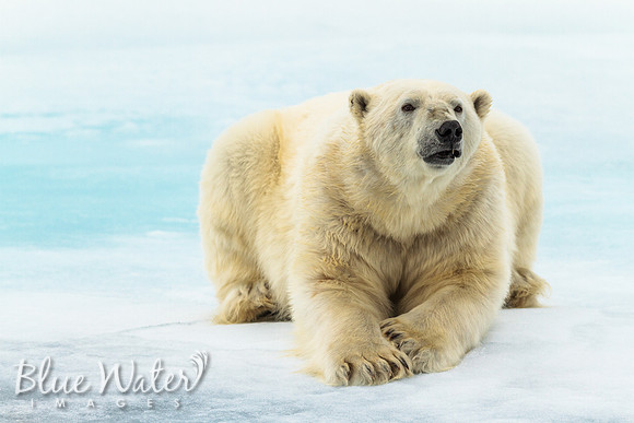 Polar Poser 03