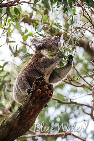 Cape Otway, Great Ocean Road