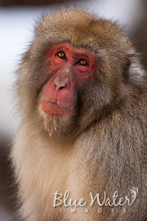 Japanese macaque