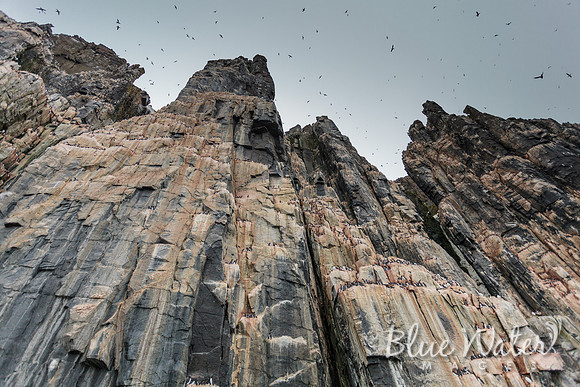 Bird Cliffs 02