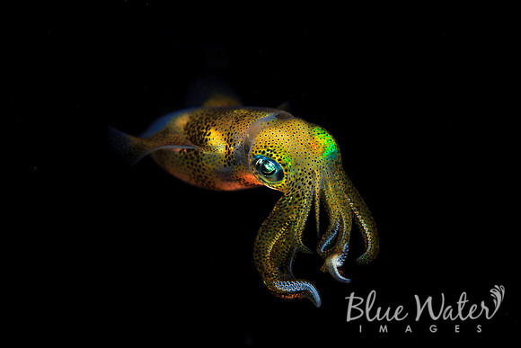 Beautiful Bigfin Reef Squid (2 of 5)