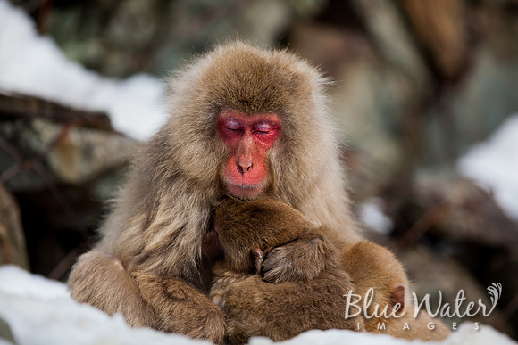 Japanese macaque