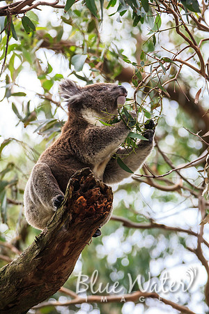 Cape Otway, Great Ocean Road