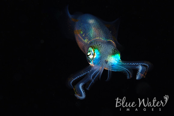 Beautiful Bigfin Reef Squid (3 of 5)