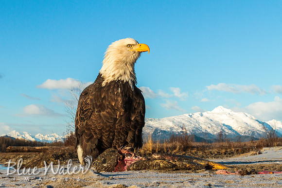 Haines, Alaska