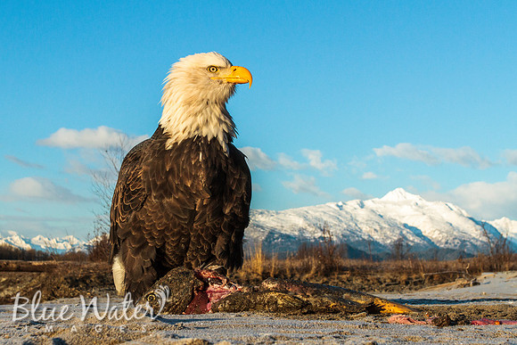 Haines, Alaska