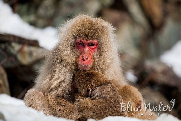 Japanese macaque