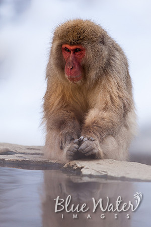 Japanese macaque