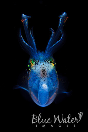 Beautiful Bigfin Reef Squid (5 of 5)