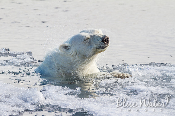 Female polar bear at the ice edge 04