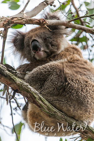 Cape Otway, Great Ocean Road
