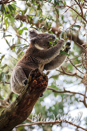 Cape Otway, Great Ocean Road