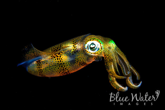Beautiful Bigfin Reef Squid (1 of 5)