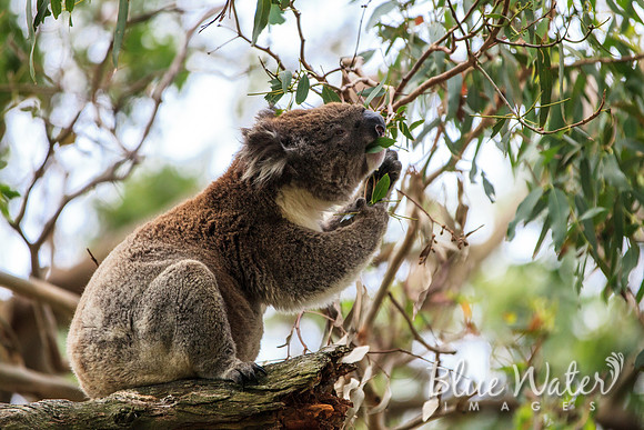 Cape Otway, Great Ocean Road