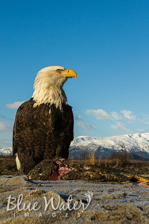 Haines, Alaska