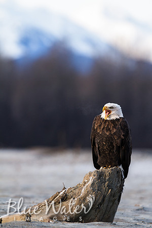 Haines, Alaska