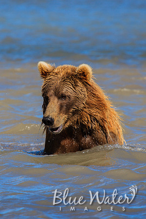 Brown bear fishing