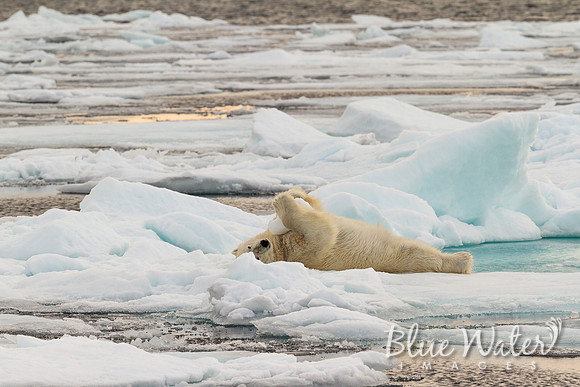Young male polar bear playing with ice ball 05