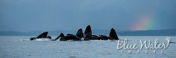 Humpback whales bubble-net feeding