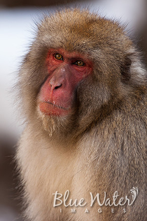 Japanese macaque
