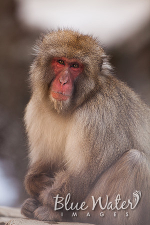 Japanese macaque