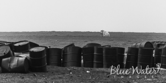 Polar bear