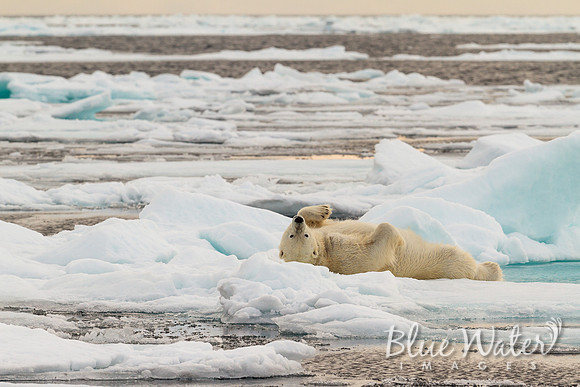 Young male polar bear playing with ice ball 07