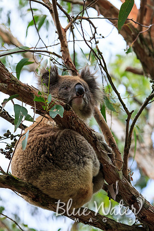 Cape Otway, Great Ocean Road